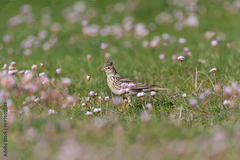 Eurasian Skylark, Alauda arvensis