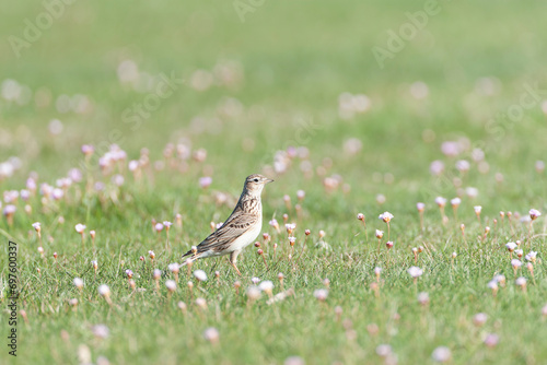 Eurasian Skylark, Alauda arvensis © Marc