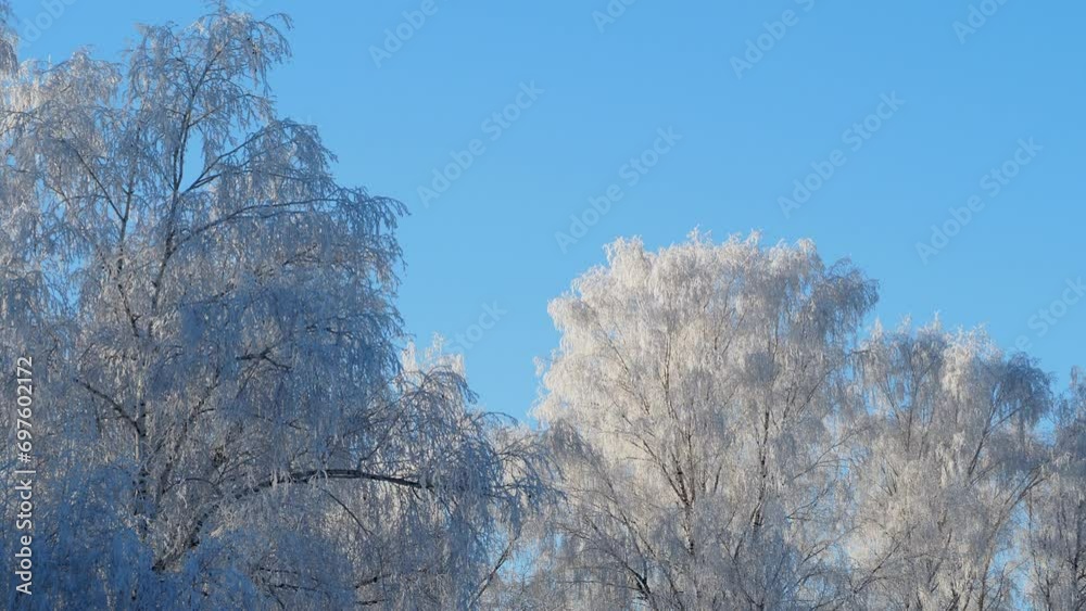 Seasons, winter. Huge trees stand beautifully covered with frost on a cold day in December. Siberia. The camera is moving. Seasons, winter. Huge trees stand beautifully covered with frost on a cold day in December. Siberia. The camera is moving.