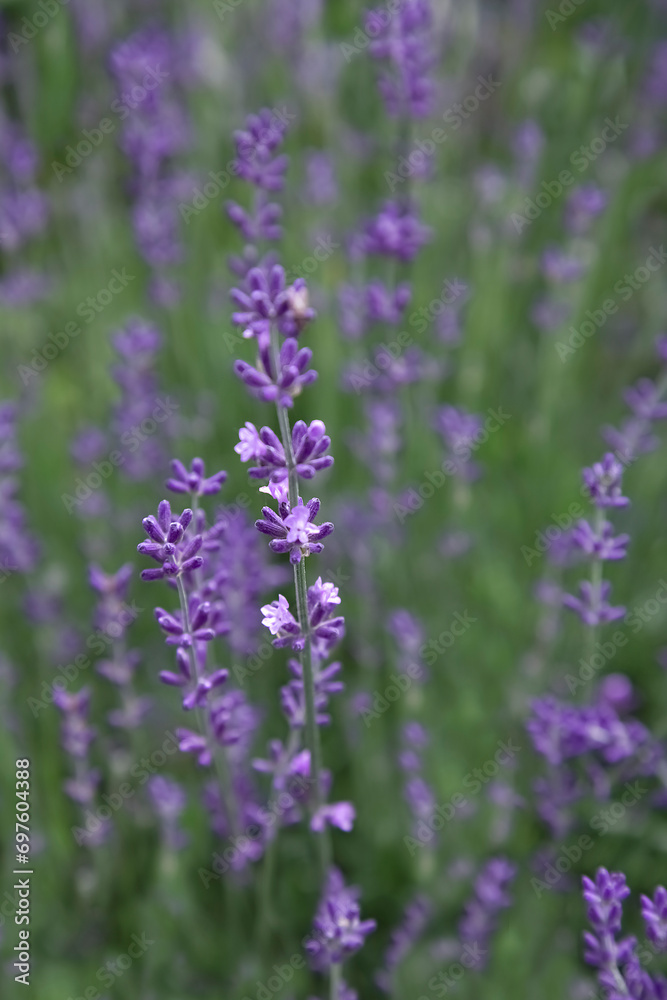 lavender filed background for beauty products. close-up lavender flowers. Vertical Frame