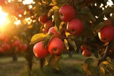 Apples in Orchard Sunset: Capture the warm glow.