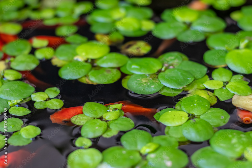 金魚・水草・水槽
金魚・水草・水槽