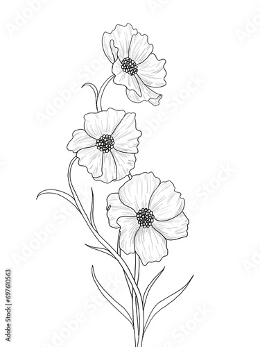 Three Cosmos Flower Handdrawing Line Art IIllustration 