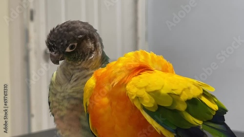 Beautiful parrot, Sun conure parrot birds and Green cheek conure.