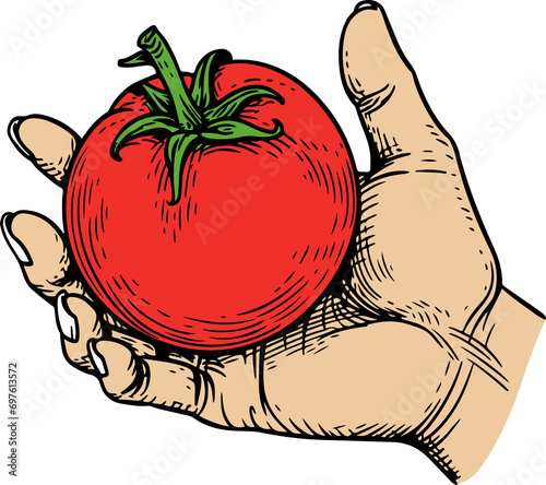 tomato, tomatina, fruit, cartoon, food, vegetable, character, funny, healthy, battle, fight, organic, spain, throw, spanish, fresh, cartoon, hand, hands, hold, black, outline, vintage, engraving, symb photo