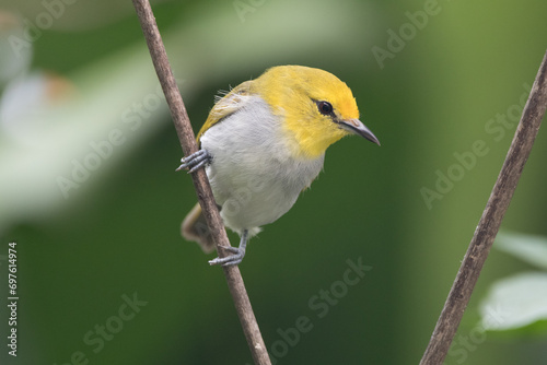 The sangkar white-eye (Zosterops melanurus) is a bird species in the family Zosteropidae. photo