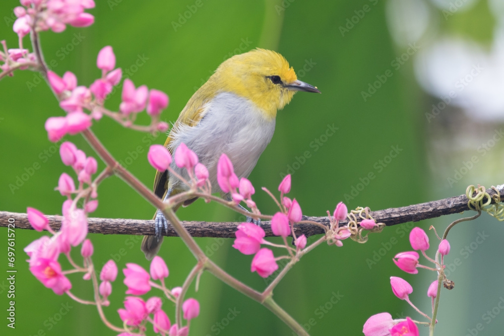 The sangkar white-eye (Zosterops melanurus) is a bird species in the family Zosteropidae. The sangkar white-eye (Zosterops melanurus) is a bird species in the family Zosteropidae.