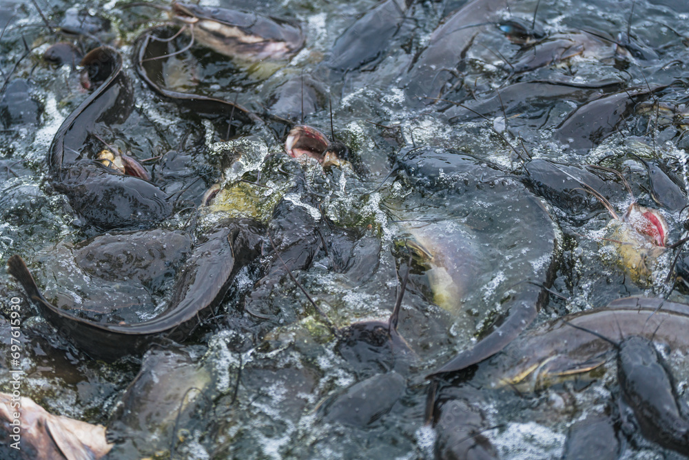 Several catfish are competing for food in a park pond.