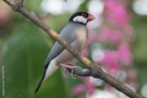 The Java sparrow (Padda oryzivora), also known as Java finch, Java rice sparrow or Java rice bird