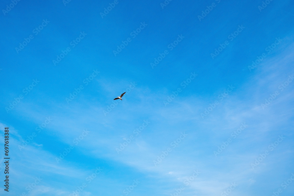 A seagull flying in the colorful sky. High quality sky and seagull shots. There is text space. 