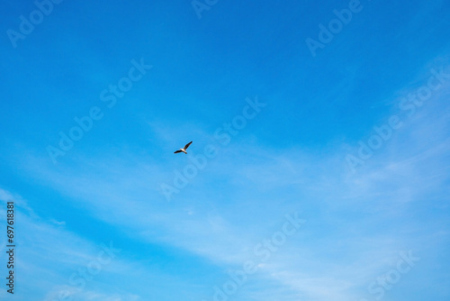 A seagull flying in the colorful sky. High quality sky and seagull shots. There is text space. 