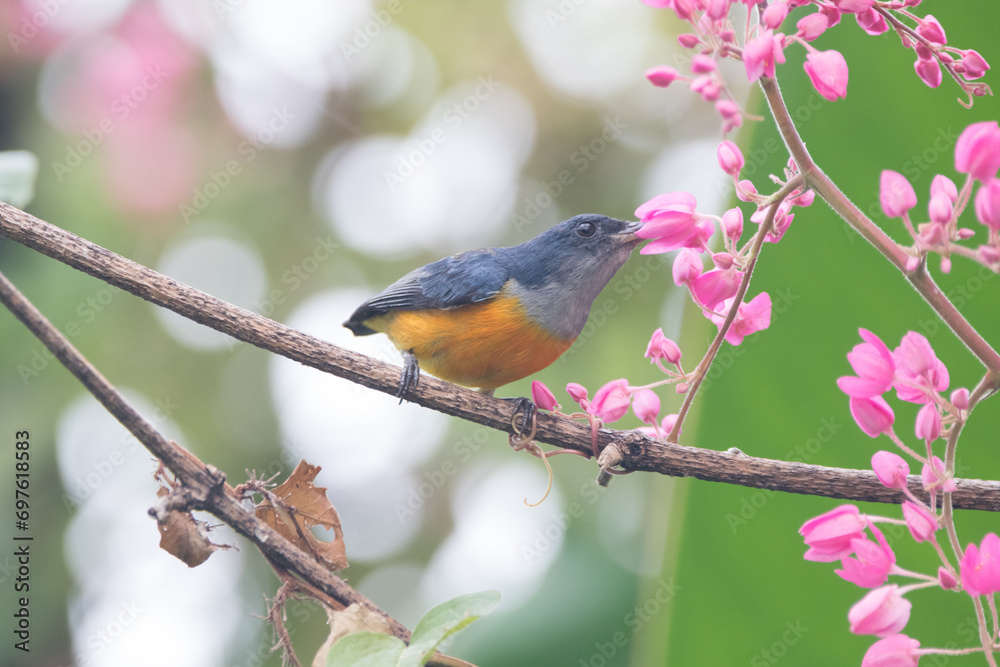 The orange-bellied flowerpecker (Dicaeum trigonostigma) is a species of bird in the family Dicaeidae The orange-bellied flowerpecker (Dicaeum trigonostigma) is a species of bird in the family Dicaeidae
