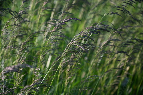 Full frame macro texture of airy tufted hairgrass (deschampsia cespitosa) in a sunny autumn garden