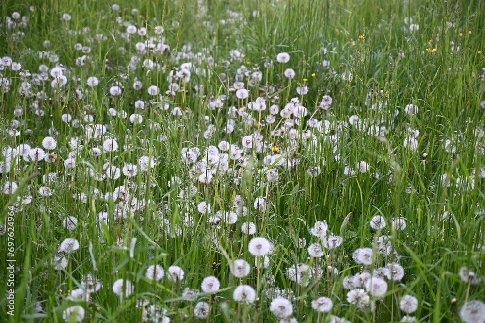 A picturesque field with towering green grass adorned by an abundance of dazzling white flowers. A picturesque field with towering green grass adorned by an abundance of dazzling white flowers.