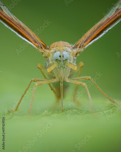 Close up photo of an insect of the family Derbidae photo