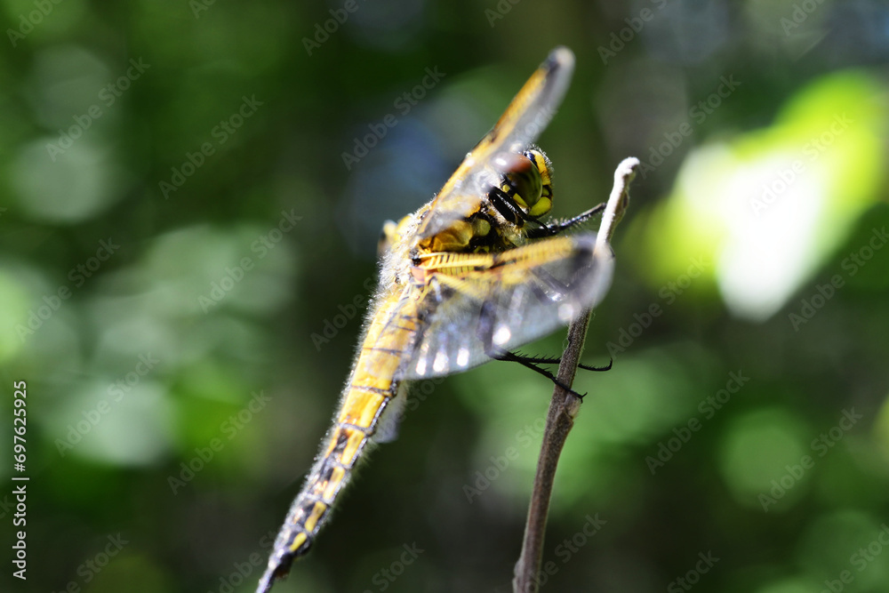 Dragonfly Nature Sky Macro Insects Forest Dragonfly Nature Sky Macro Insects Forest