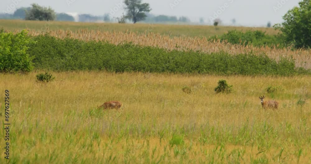 A pair of roe deer stand in tall dry grass and graze A pair of roe deer stand in tall dry grass and graze