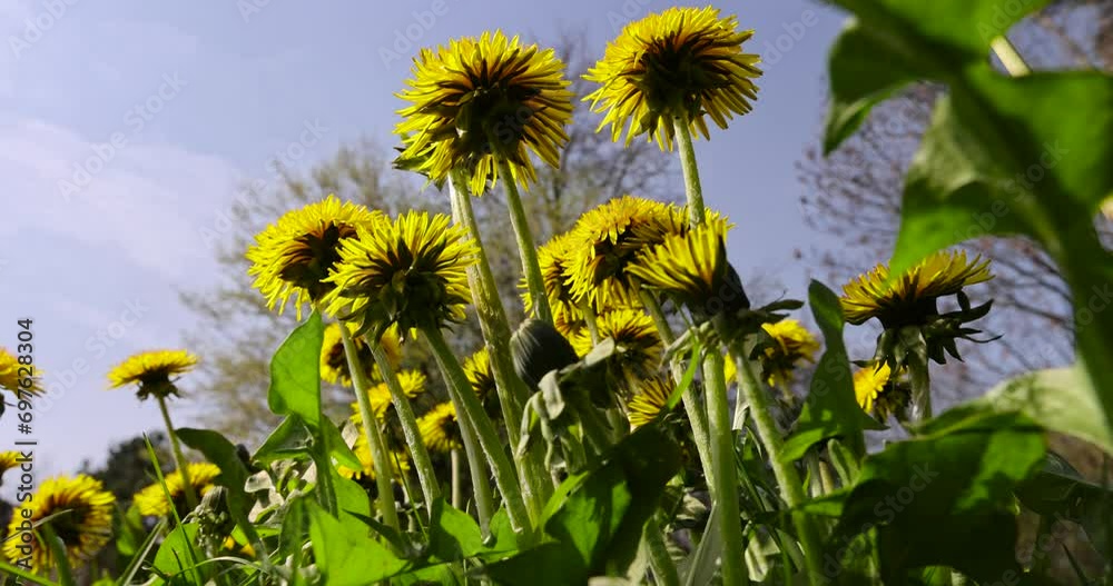 a field with blooming yellow dandelions, spring dandelion flowers during flowering a field with blooming yellow dandelions, spring dandelion flowers during flowering