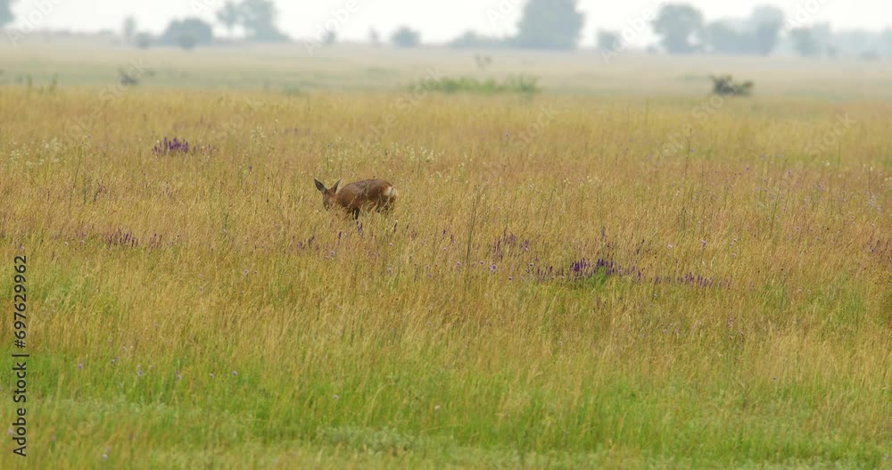 Close up view of roe deer doe grazing on grass in meadow Close up view of roe deer doe grazing on grass in meadow
