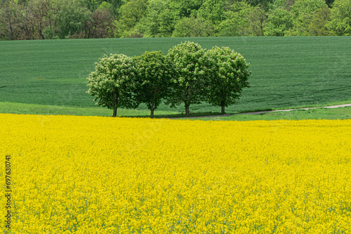 Bäume hinter Rapsfeld