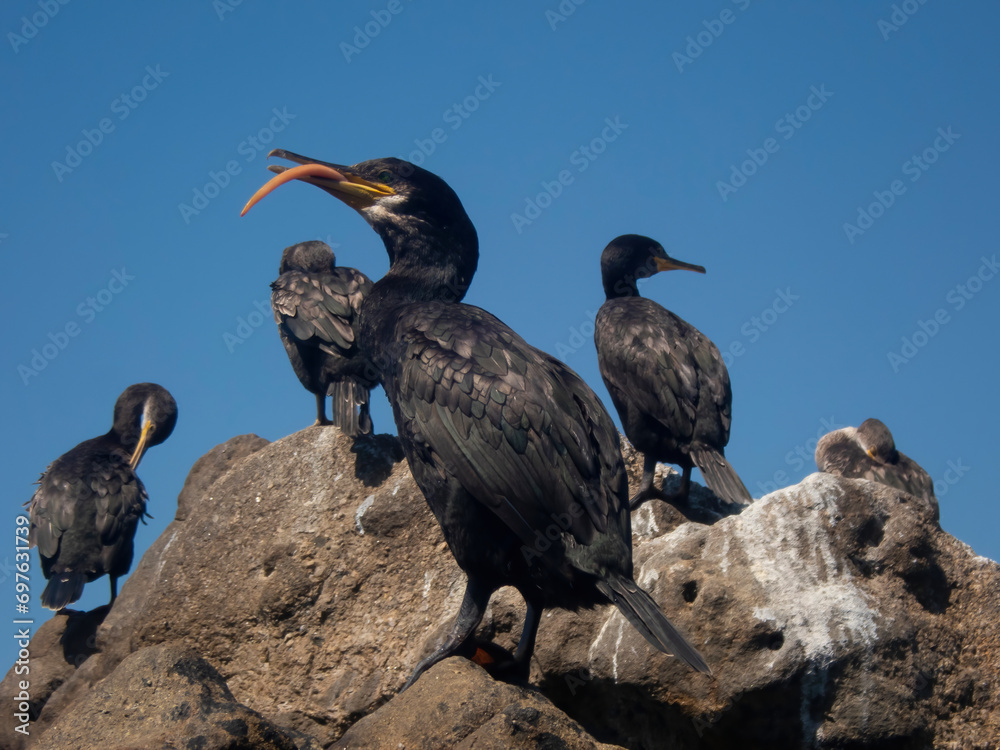 Obraz premium Side view of a bunch of cormorant sunbathing on the sea rocks.Few Phalacrocorax on the sea shore