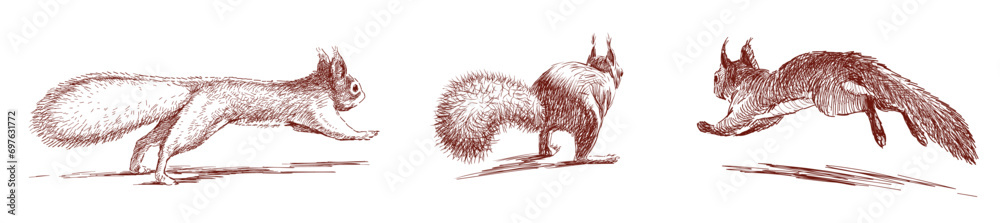 Obraz premium Hand drawn vector illustration of three red nimble fluffy funny forest squirrels jumping and running away