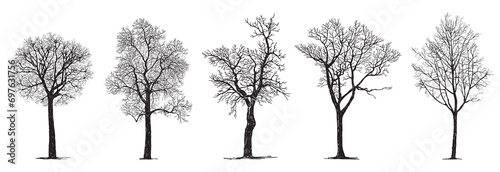 Hand drawing of silhouettes five bare deciduous trees in winter season without leaves isolated on white