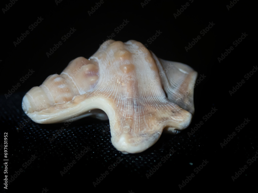 Naklejka premium Close up view of a sea shell with a dark background