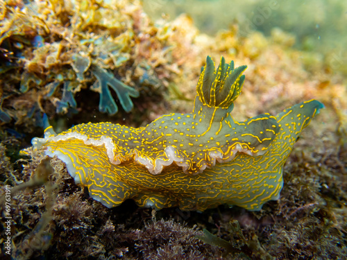 Side view a yellow, blue spotted nudibranch, macro photo of a Felimare picta