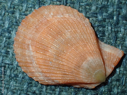 Cute orange shell in a blue background, Pectenidae shell, mediterranean shell