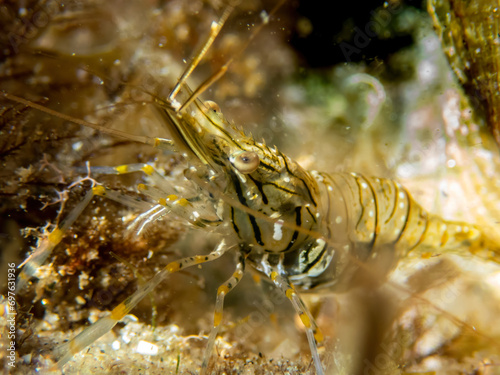 Cute macro photo of a little shrimp eating sea grass