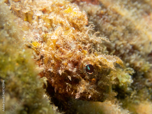 Macro photo of an Scorpora. Close up view of a  Scorpaena porcus