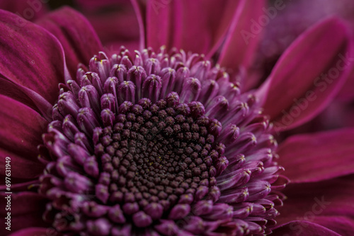 Beautiful pink chrysanthemum  red chamomile