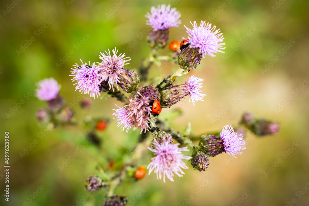 ladybugs sitting on purple flowers ladybugs sitting on purple flowers