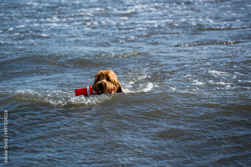 dog swimming with toy in the water