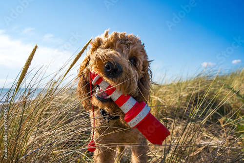 golden doodle with toy at the beach