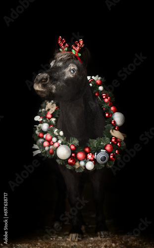 Beautiful pony with a Christmas wreath