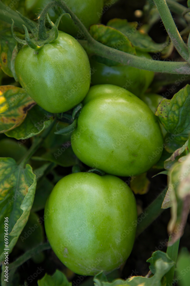 Raw green tomato in the vegetable garden tree Raw green tomato in the vegetable garden tree