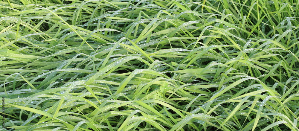 green grass background with rain drops