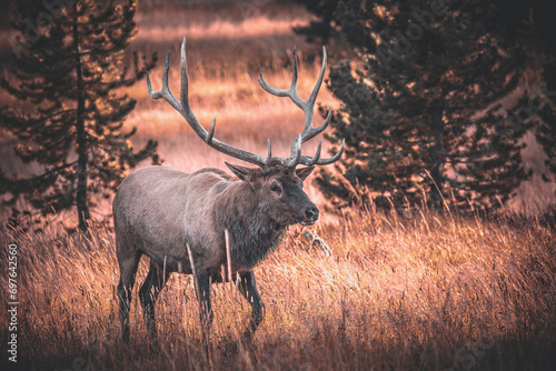 Majestic elk in the woods of the Yellowstone National Park