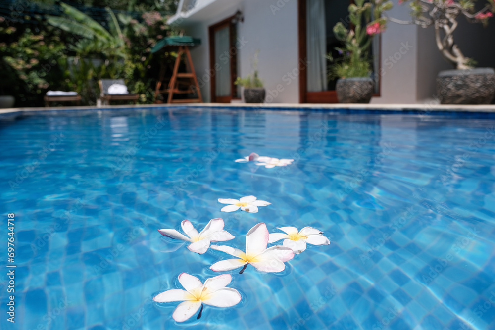 Bali Roses Over Pool Plumeria (frangipani) flowers in the swimming pool of a villa on sunny ...