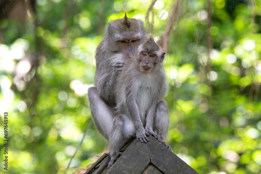 An adult macaque grooms a juvenile in Ubud Monkey Forest. Bali, Indonesia.