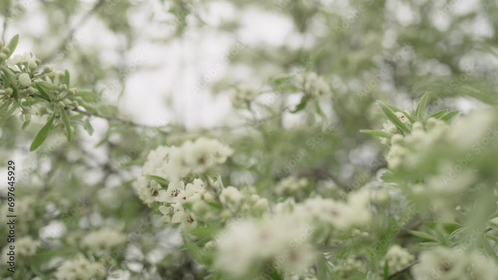 Slow motion closeup of willow pear blossom Slow motion closeup of willow pear blossom
