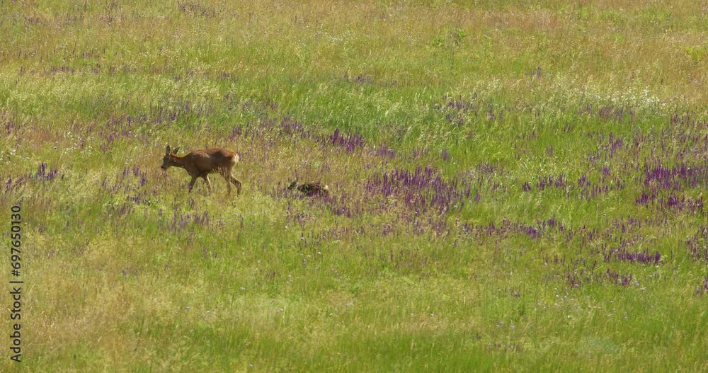 Mother deer and fawn run through meadow full of wild sage and other wildflowers Mother deer and fawn run through meadow full of wild sage and other wildflowers