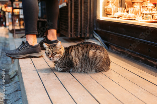 Stray street tubby cat sitting in front of a store, istanbul photo