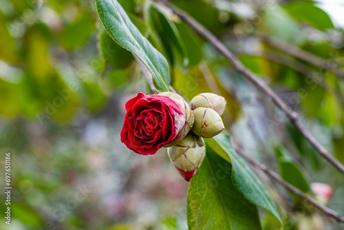 Image of the flower of a camellia japonica beginning to sprout from the stem of the plant along with other bulbs still closed photo