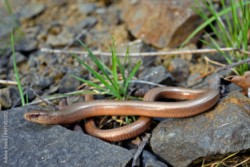 Blindschleiche, Westliche Blindschleiche // Slow Worm (Anguis fragilis) 