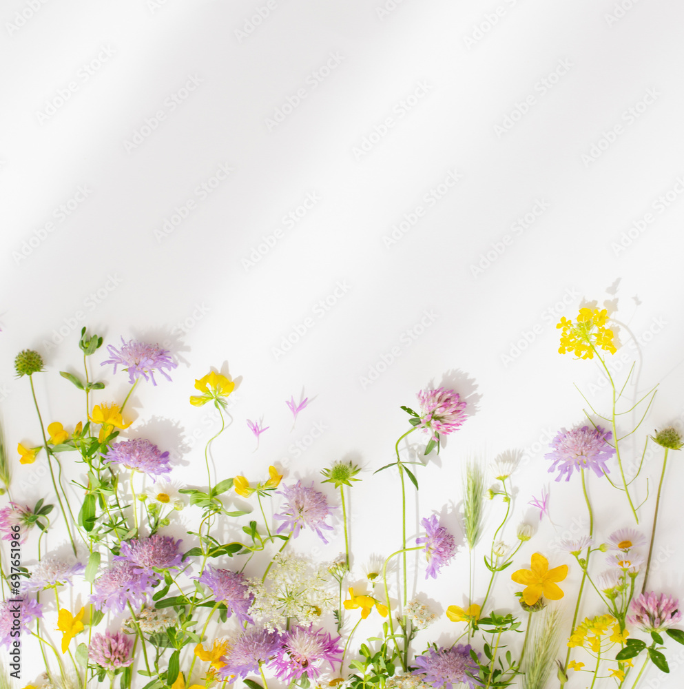summer wild flowers on white paper background summer wild flowers on white paper background