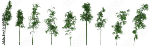 3d render : Bamboo tree plant  isolated on white background, PNG transparent for graphic resources,  