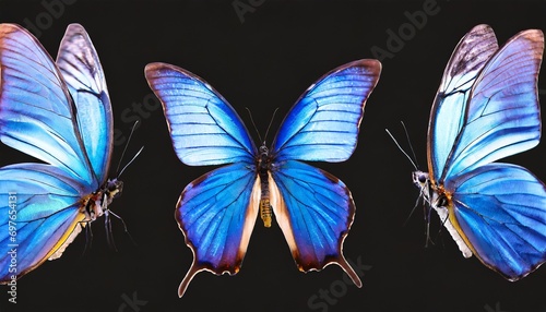 a set of three very beautiful blue butterflies with color transitions isolated on a background ai generated © Ashley